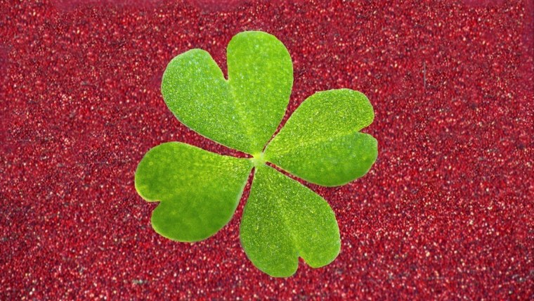 Клевер четырехлистник