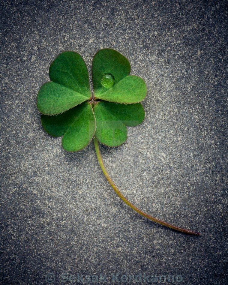 Четырёхлистный Клевер белый талисман