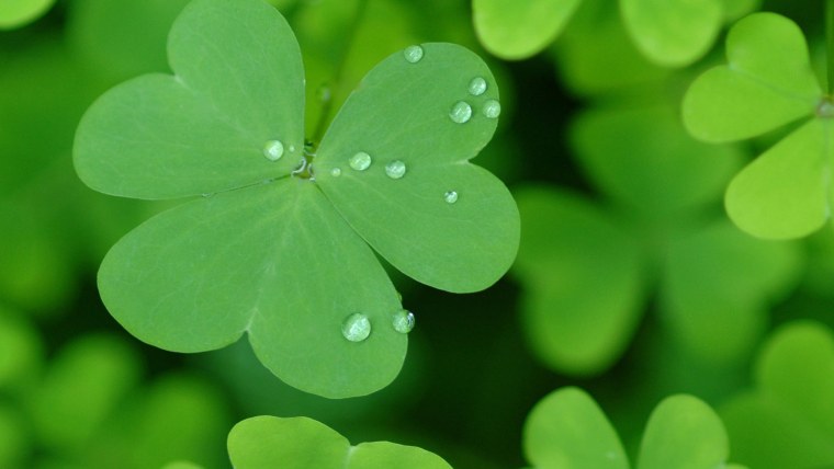Зеленый Клевер четырехлистный