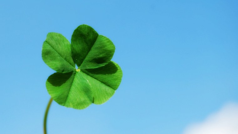 Четырехлистный Клевер голубой