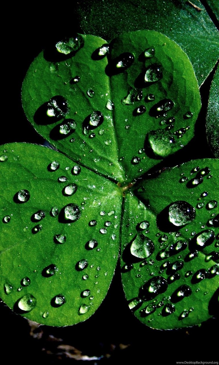 Клевер листья роса