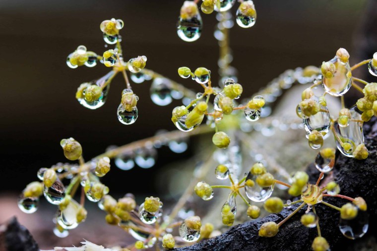 Биологическая красота