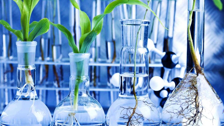 Колба растение