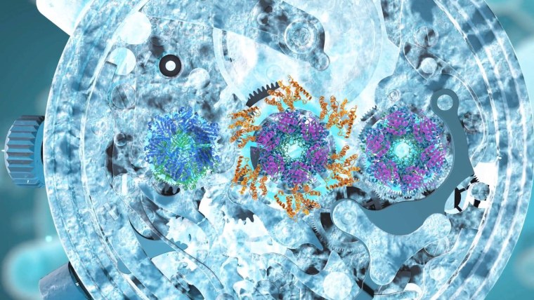 Генетические часы