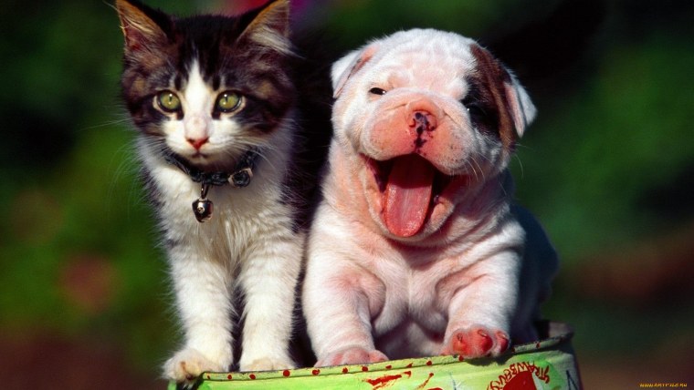 Собачки и кошечки