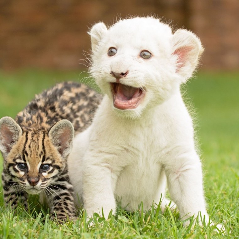 Оцелот альбинос