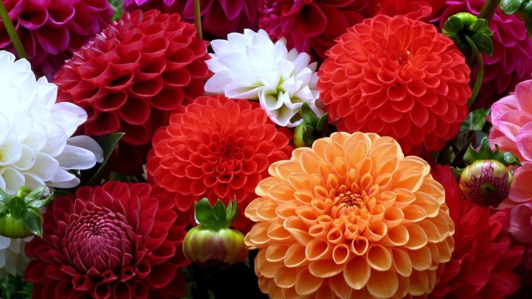 Георгина помпонная Касаги