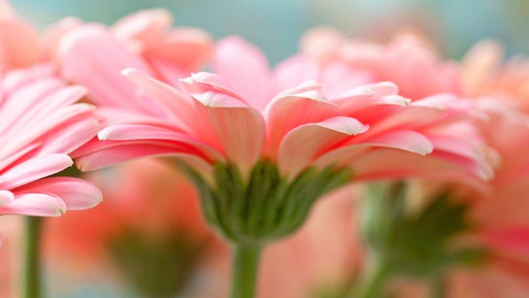 Нежный цветок