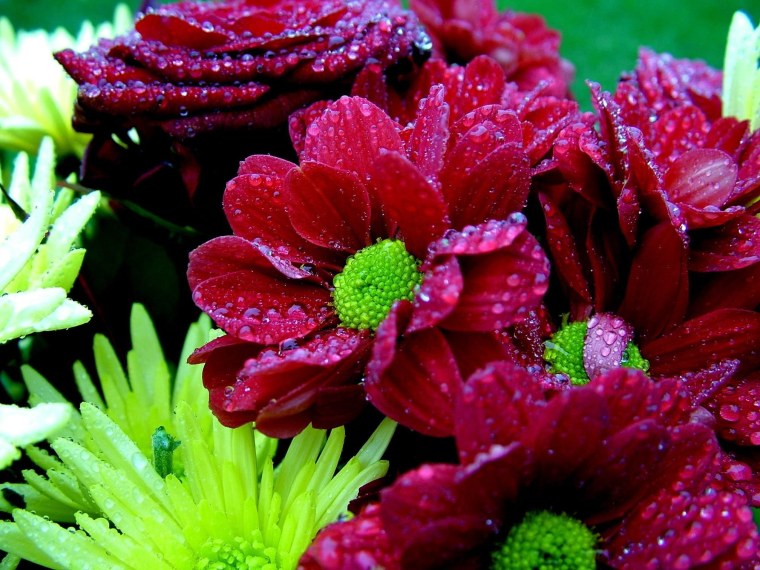 Очень красивые цветы