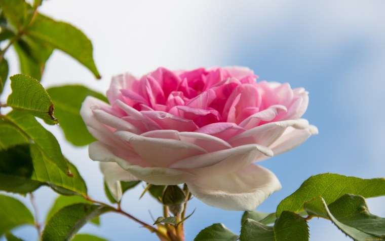 Прекрасные цветы