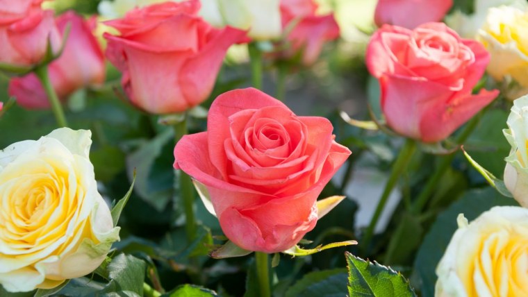 Роза ол Райт