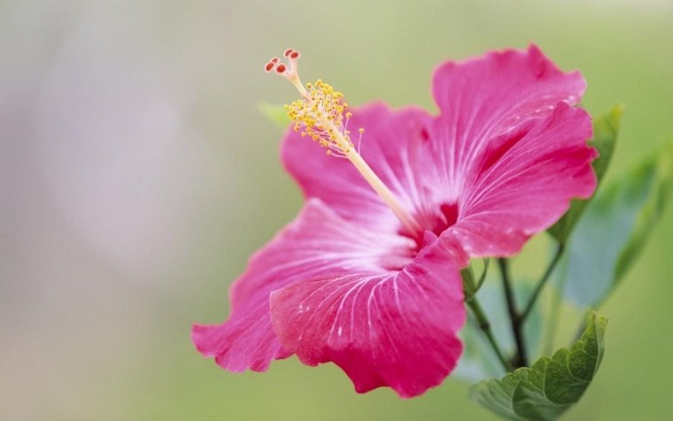 Заставка на рабочий стол цветы