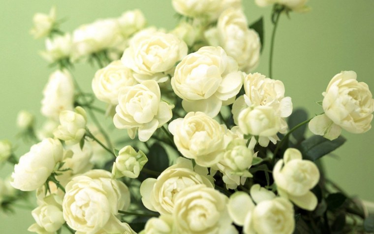 Роза Вайт Баблз