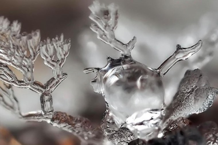 Проталина Льдинка