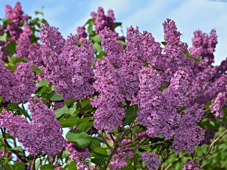 Сирень обыкновенная колхозница