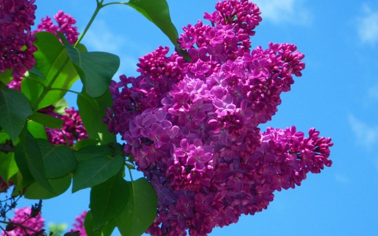 Настарин Гули