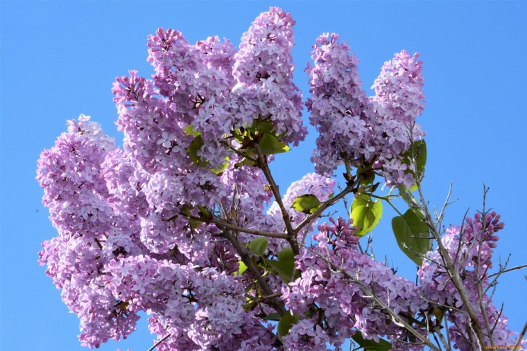 Цветущая ветка сирени