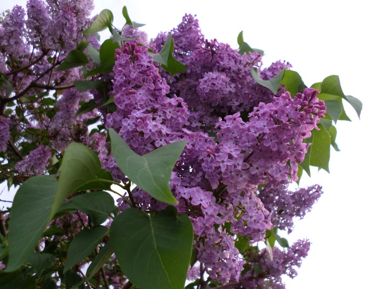 Сирень Звягинцева