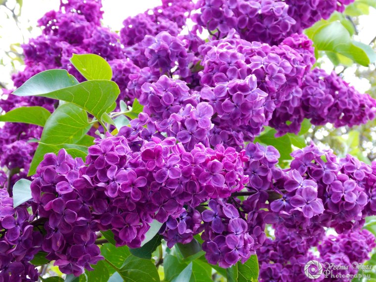 Сирень фиолетовая