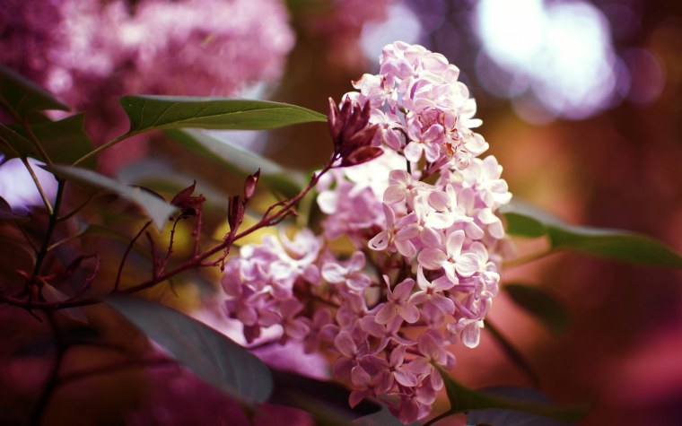 Сирень красавица Москвы