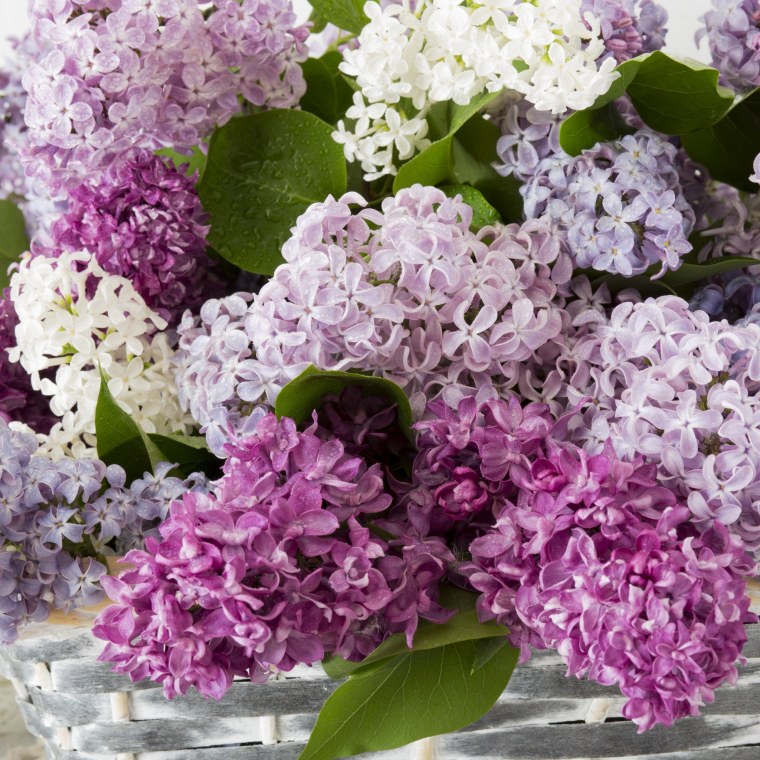 Сирень Кэнди Роуз