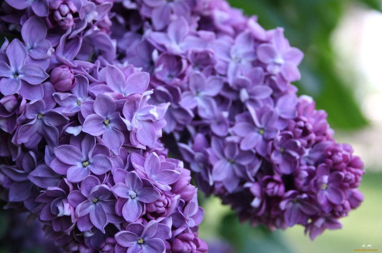 Сирень в Гатчине