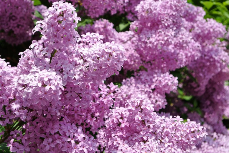 Сирень Молли Энн