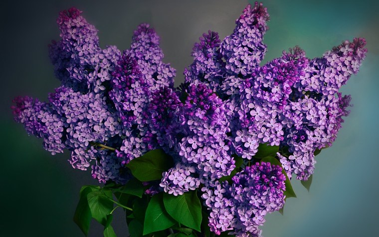 Весна цветы сирень