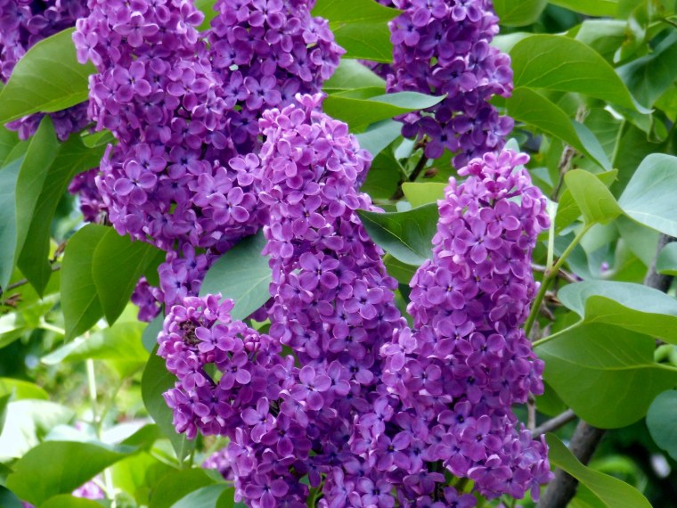 Букет "сирень микс"