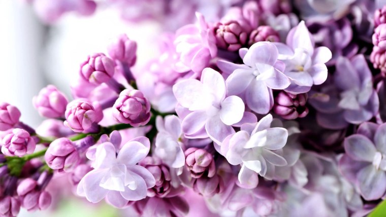 Верба и сирень