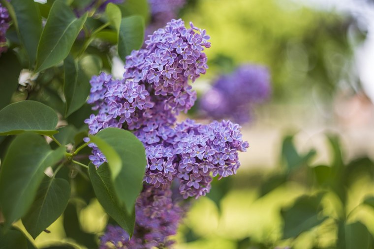 Цветущая сирень