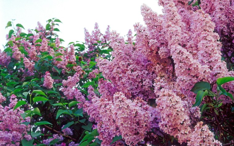 Сирень Державин