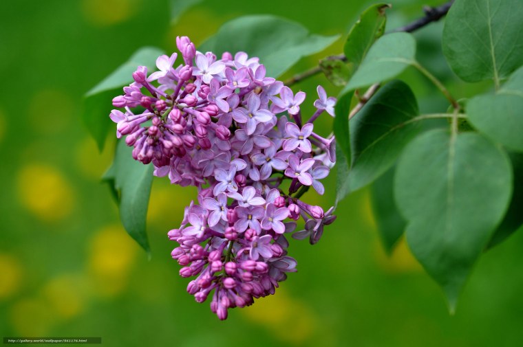 Сирень мезофит