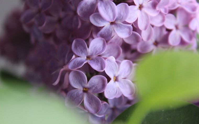 Сирень венгерская