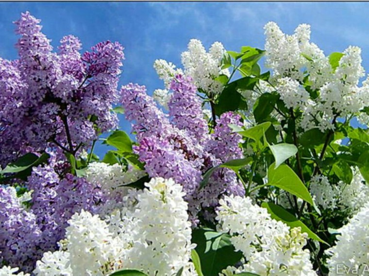 Майский сад сирень черёмуха