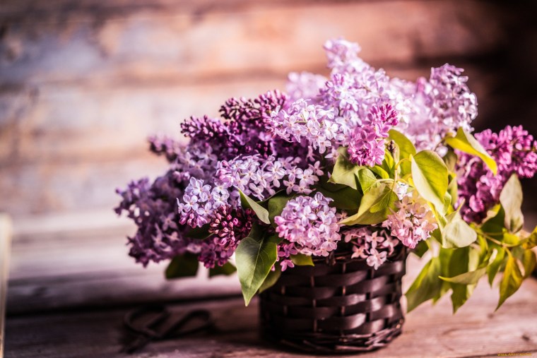 Весенние цветы сирень