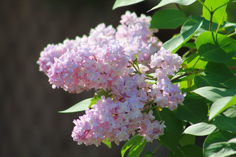 Сирень Емельян Ярославский