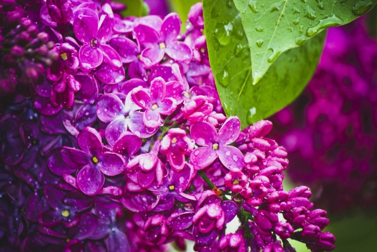 Сирень в росе