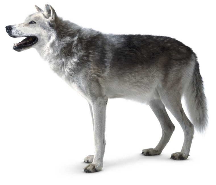 Волк серый