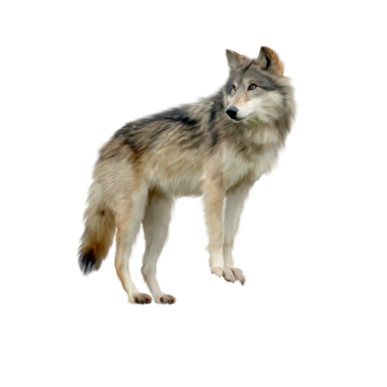 Волк на белом фоне