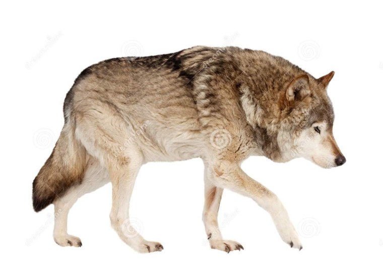 Белый волк на белом фоне