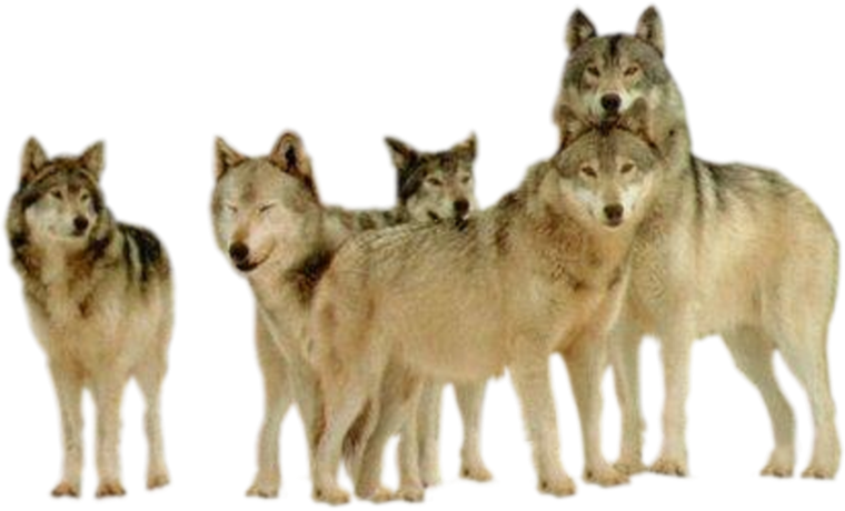 Стая Волков для детей