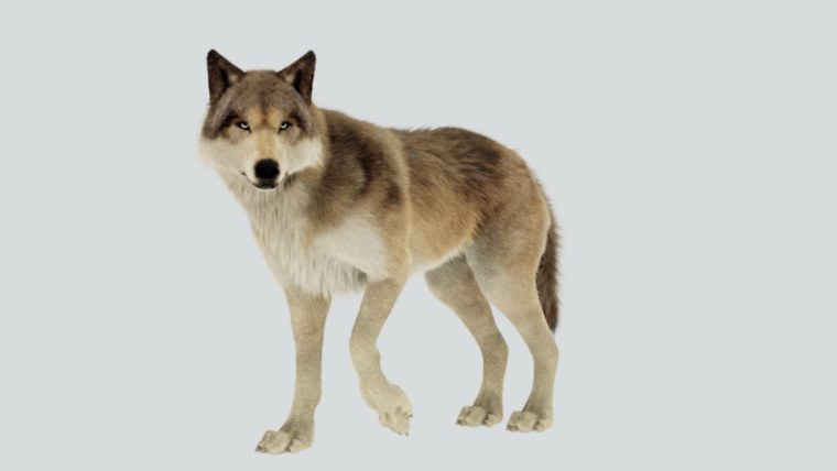 Волк моделька