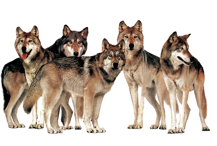 Картинка вертикальная волк на белом фоне для детей