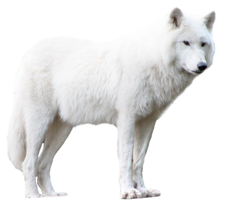 Белый Аляскинский волка