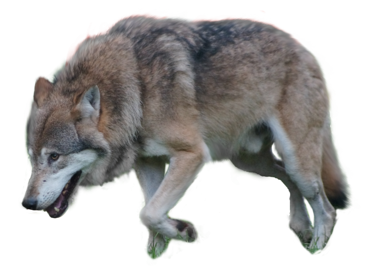 Волк на белом фоне