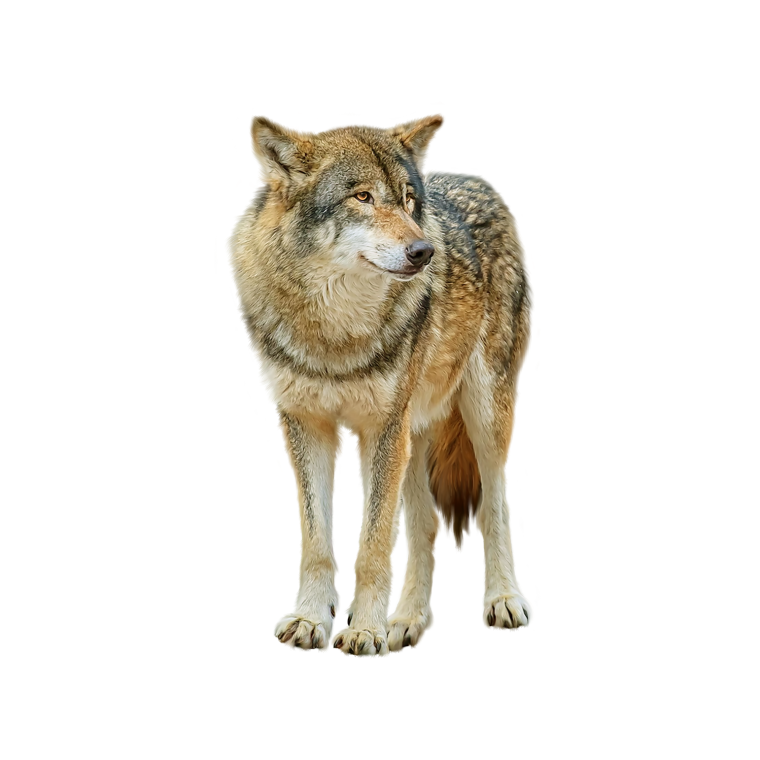 Злой волк рисунок для детей