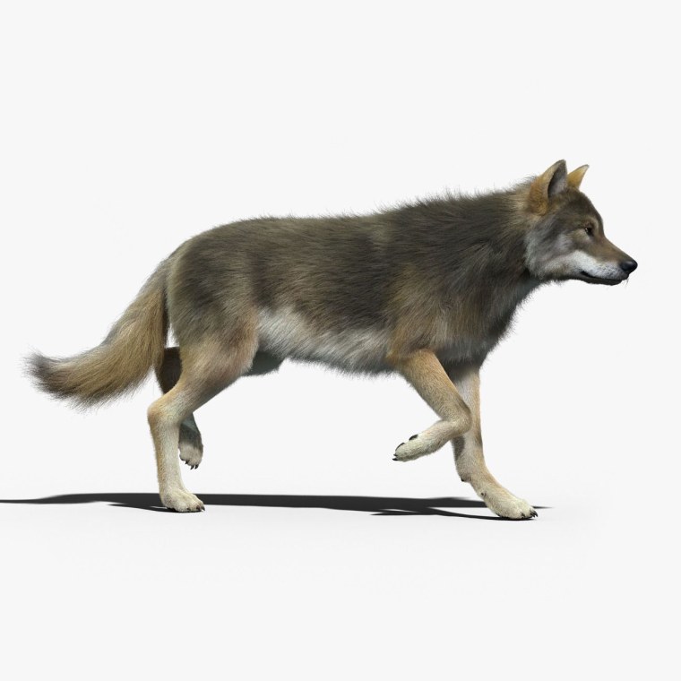 Модель волка