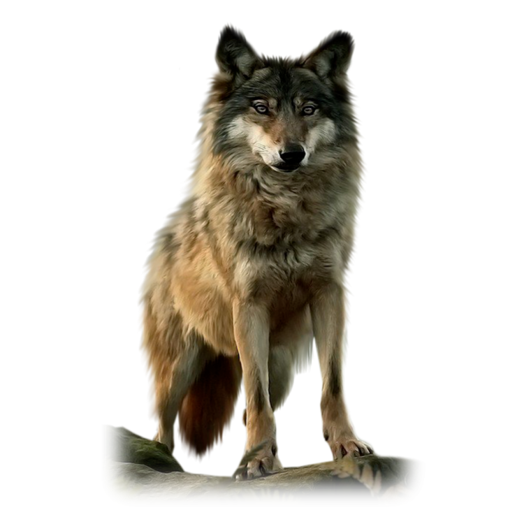 Стая Волков на белом фоне