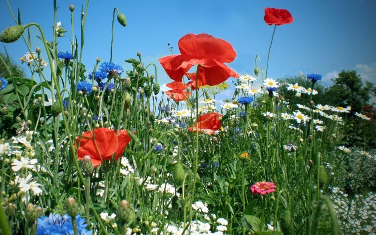 Луговые цветы